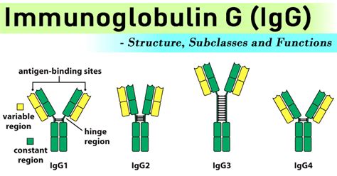 Immunoglobulin G .